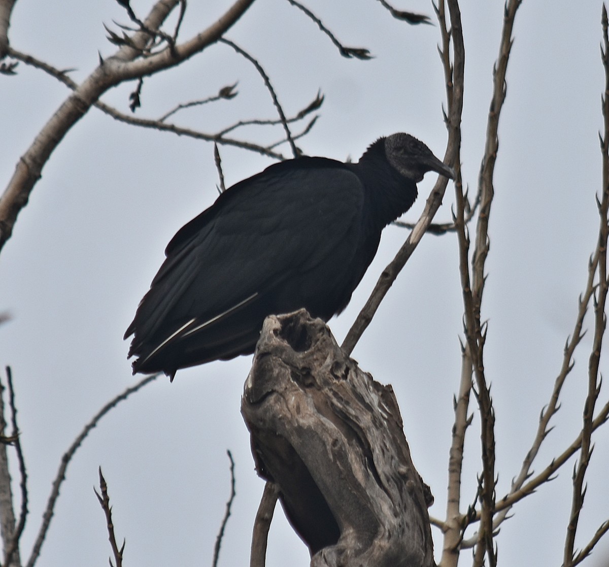 Black Vulture - ML620334098
