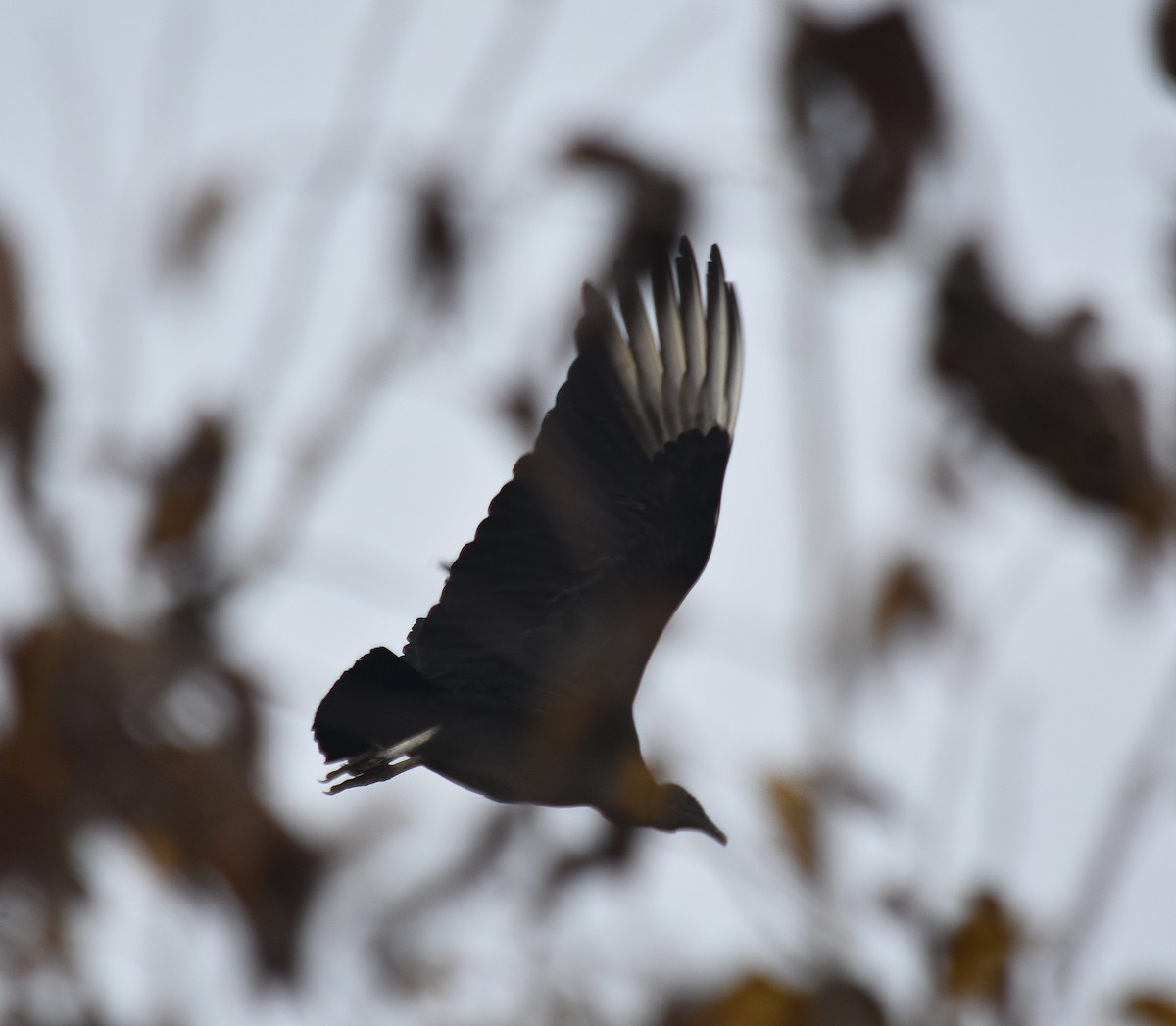 Black Vulture - ML620334099