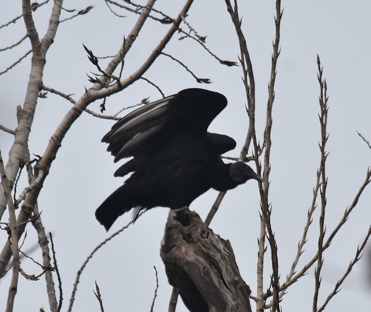 Black Vulture - ML620334100