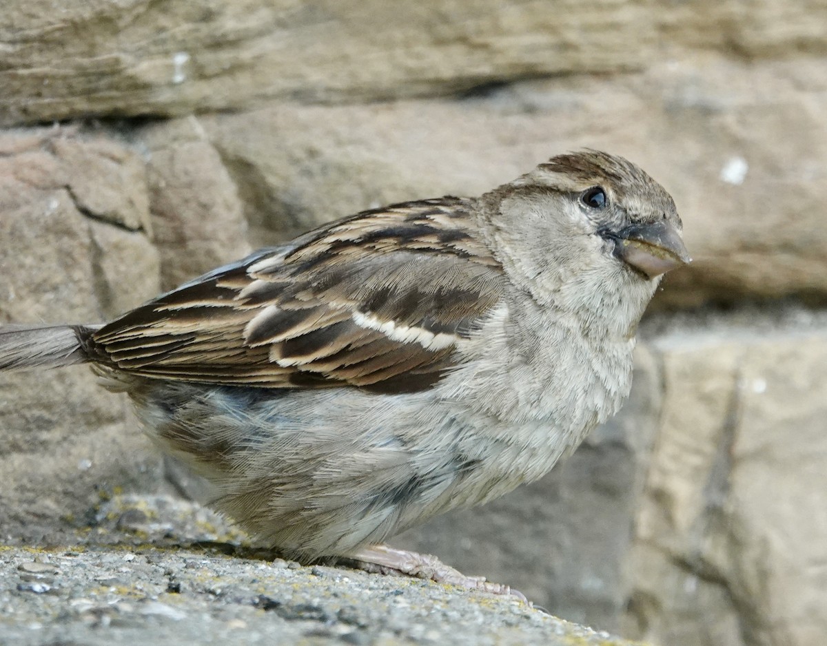 Italian Sparrow - ML620334103