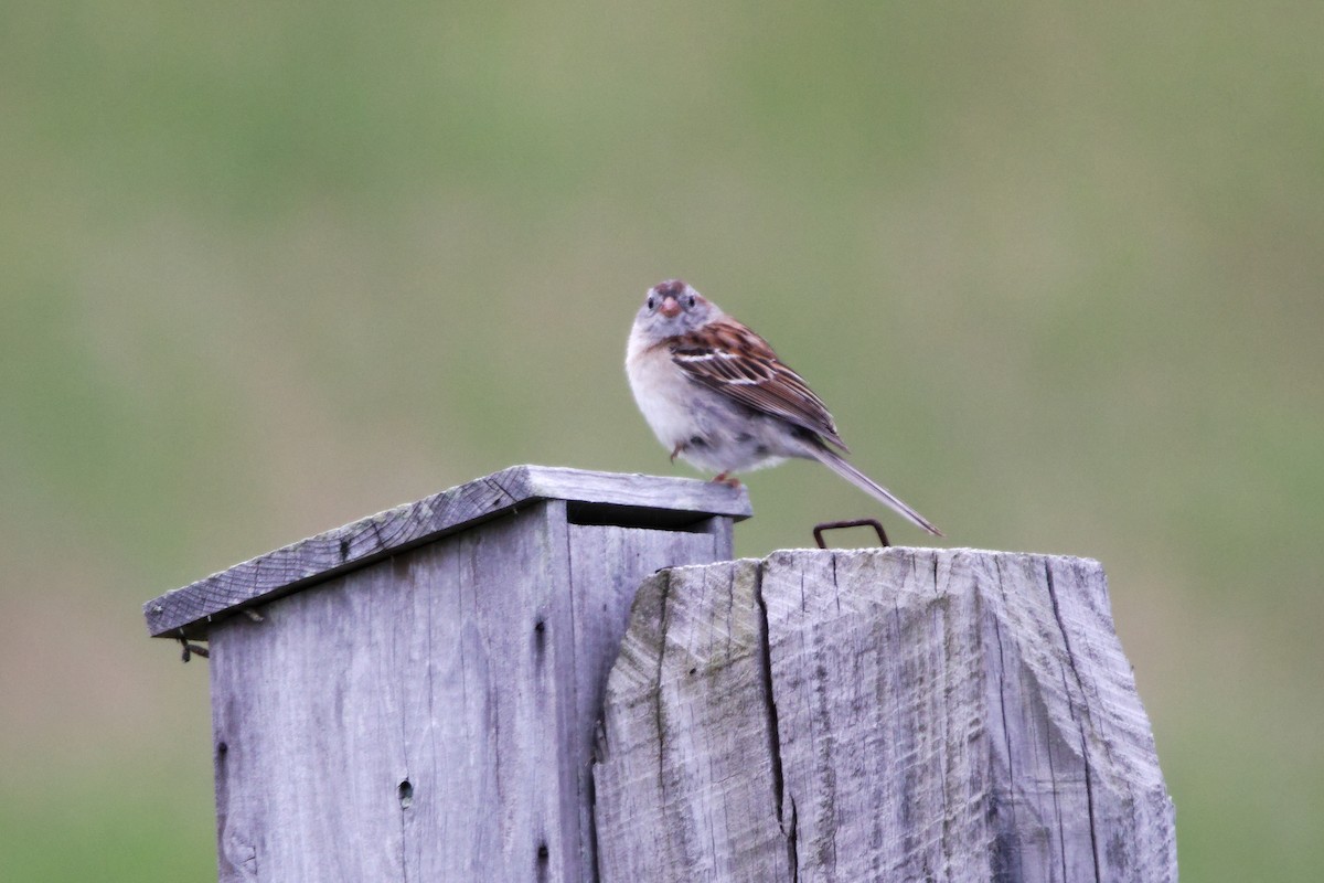 Field Sparrow - ML620334110