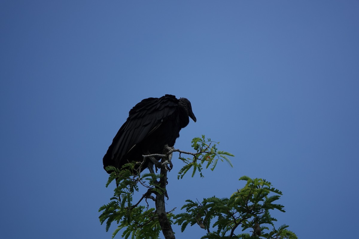 Black Vulture - ML620334113