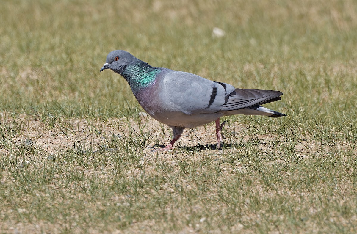 Hill Pigeon - ML620334124