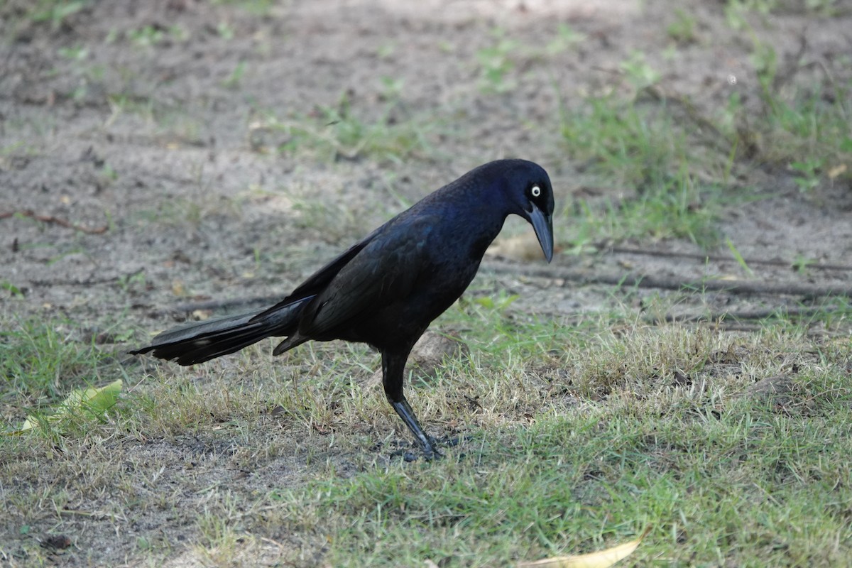 Great-tailed Grackle - ML620334137