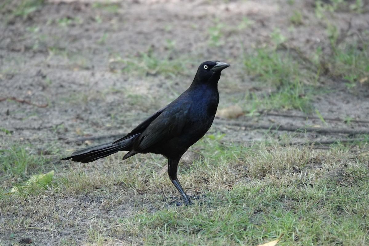 Great-tailed Grackle - ML620334138