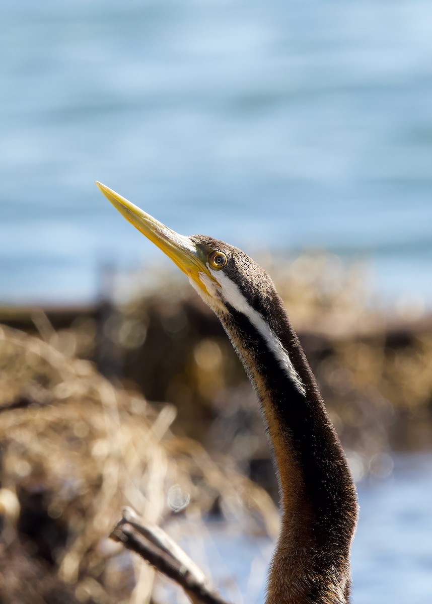 Anhinga Australiana - ML620334143