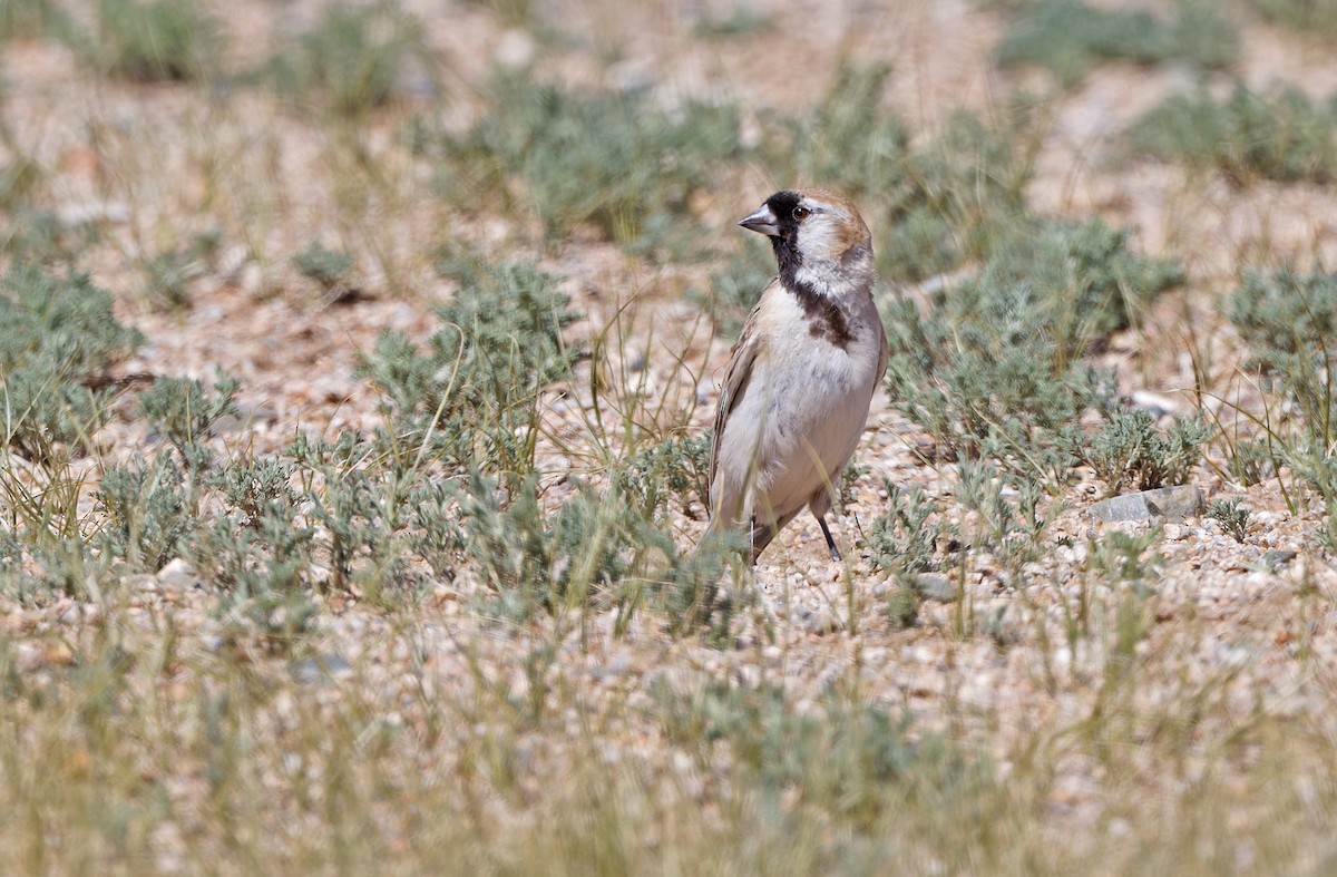 Pere David's Snowfinch - ML620334154