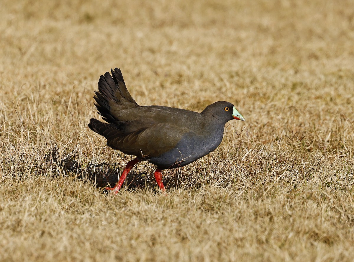 Rotfuß-Teichhuhn - ML620334162