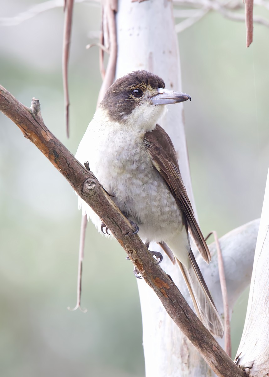 Gray Butcherbird - ML620334170