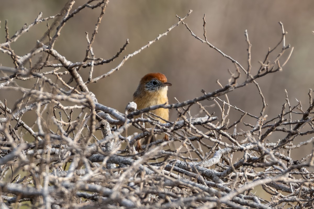 Rufous-crowned Emuwren - Ian and Deb Kemmis