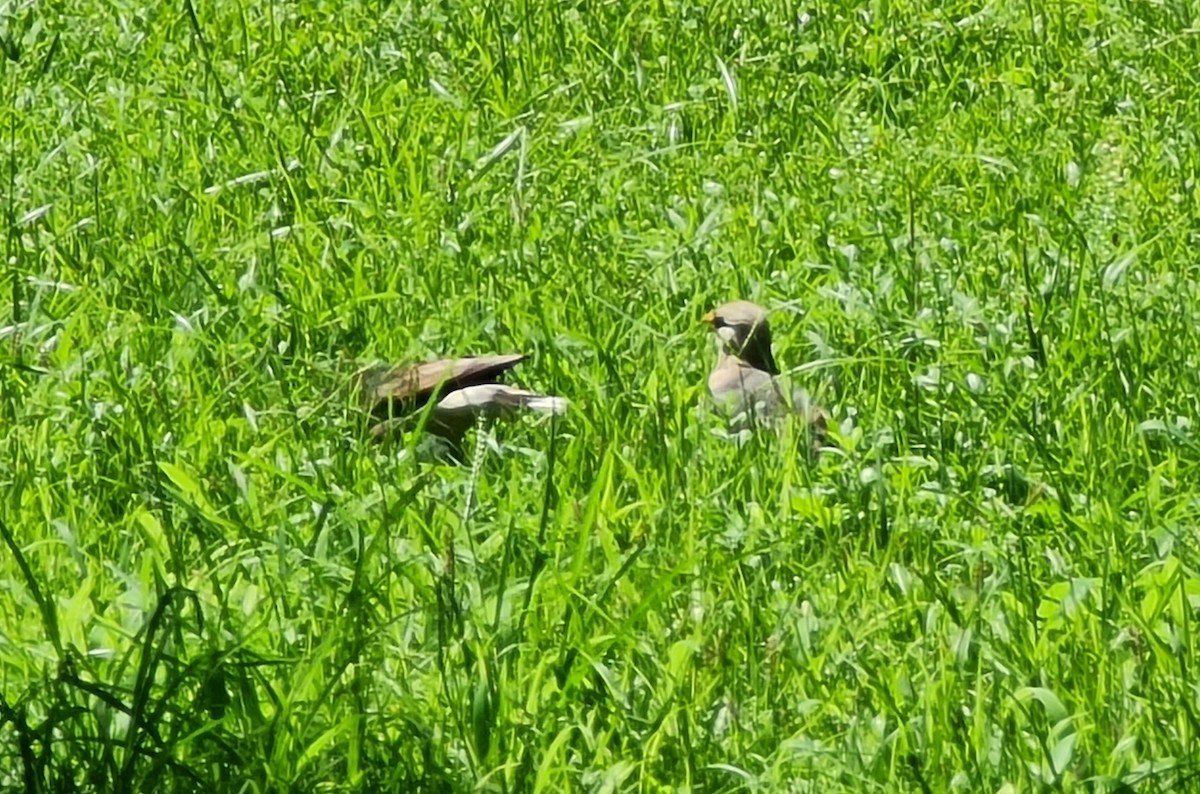 Vinous-breasted Myna - ML620334192