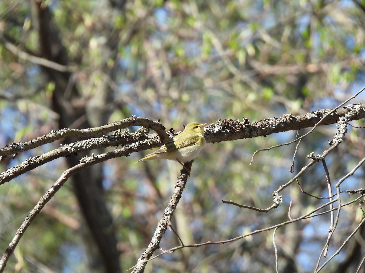 Wood Warbler - ML620334195