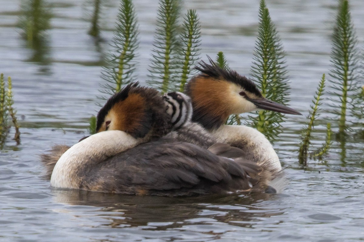 Great Crested Grebe - ML620334199