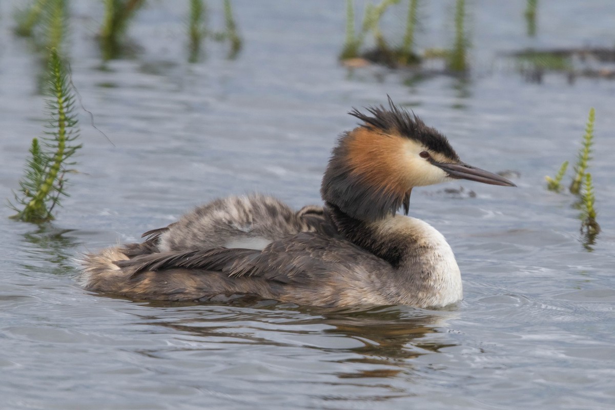 Great Crested Grebe - ML620334200