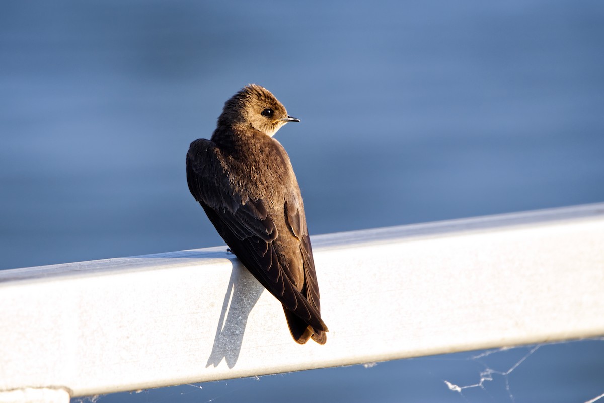 Northern Rough-winged Swallow - ML620334225