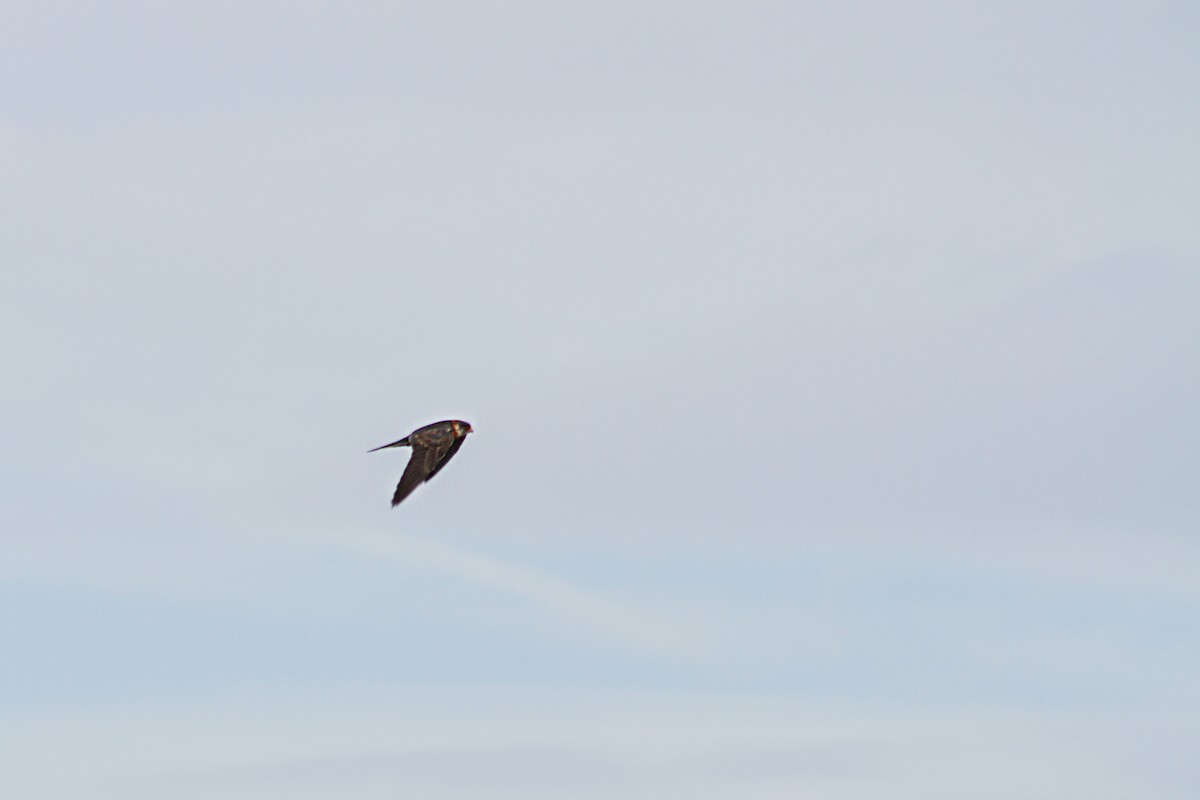Red-footed Falcon - ML620334274