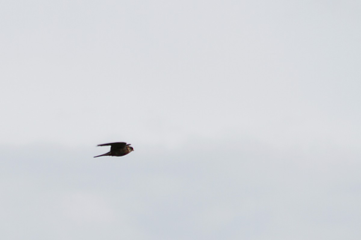 Red-footed Falcon - ML620334275