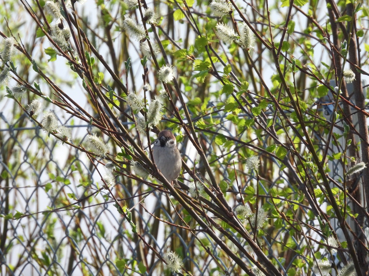 Eurasian Tree Sparrow - ML620334299