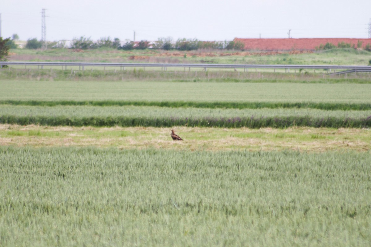 Lesser Spotted Eagle - ML620334300