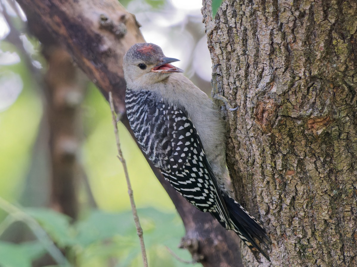 Red-bellied Woodpecker - ML620334301
