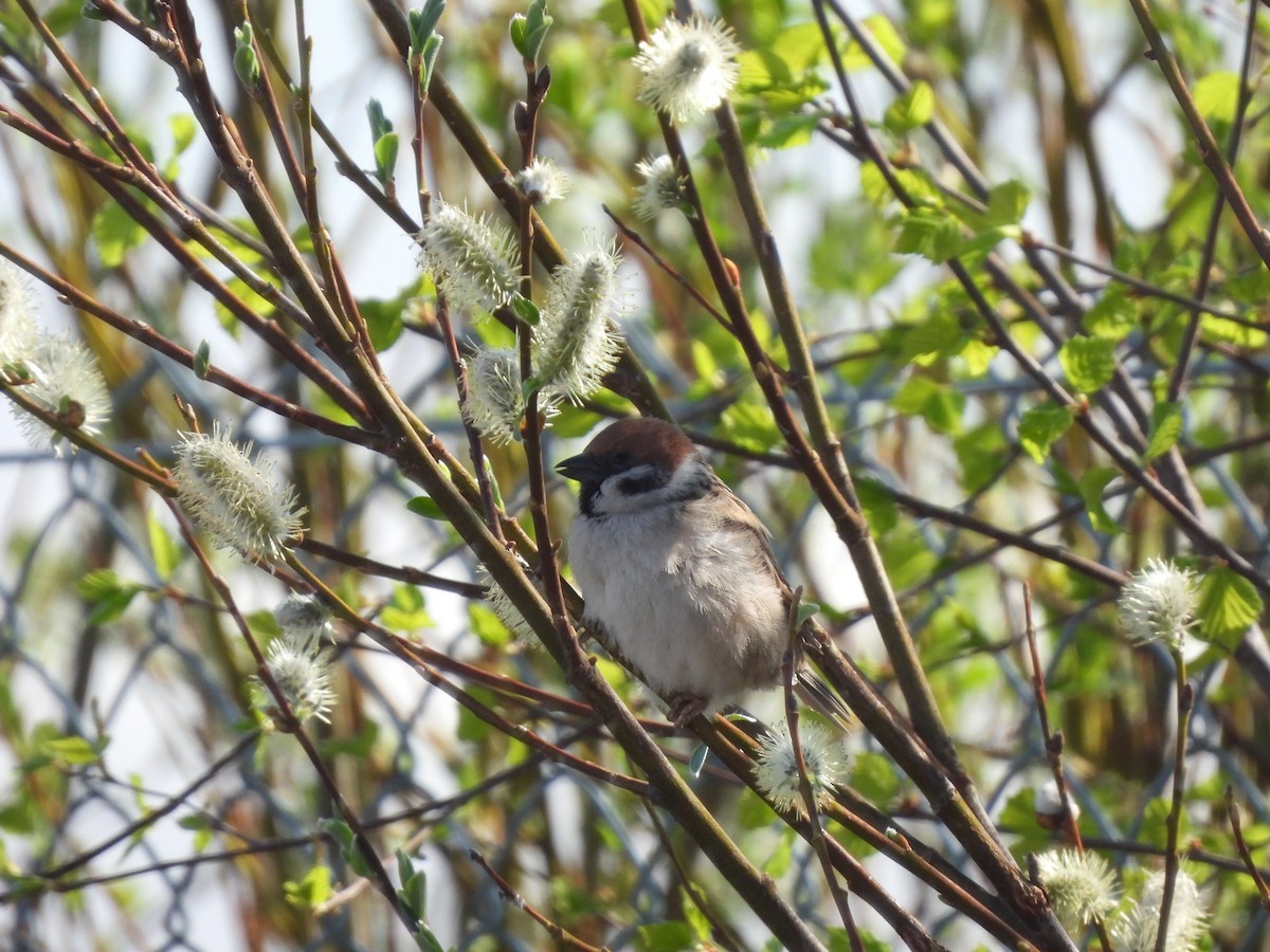 Eurasian Tree Sparrow - ML620334303