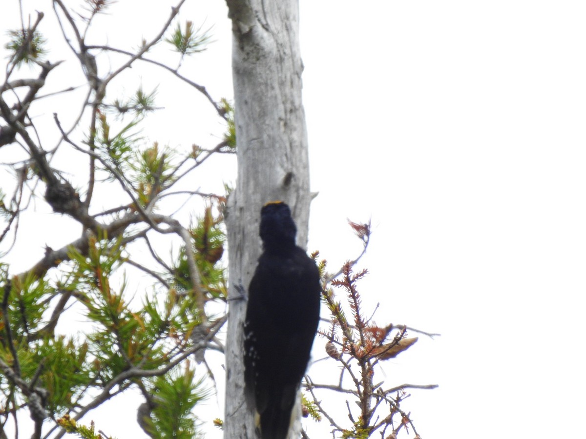 Black-backed Woodpecker - ML620334312