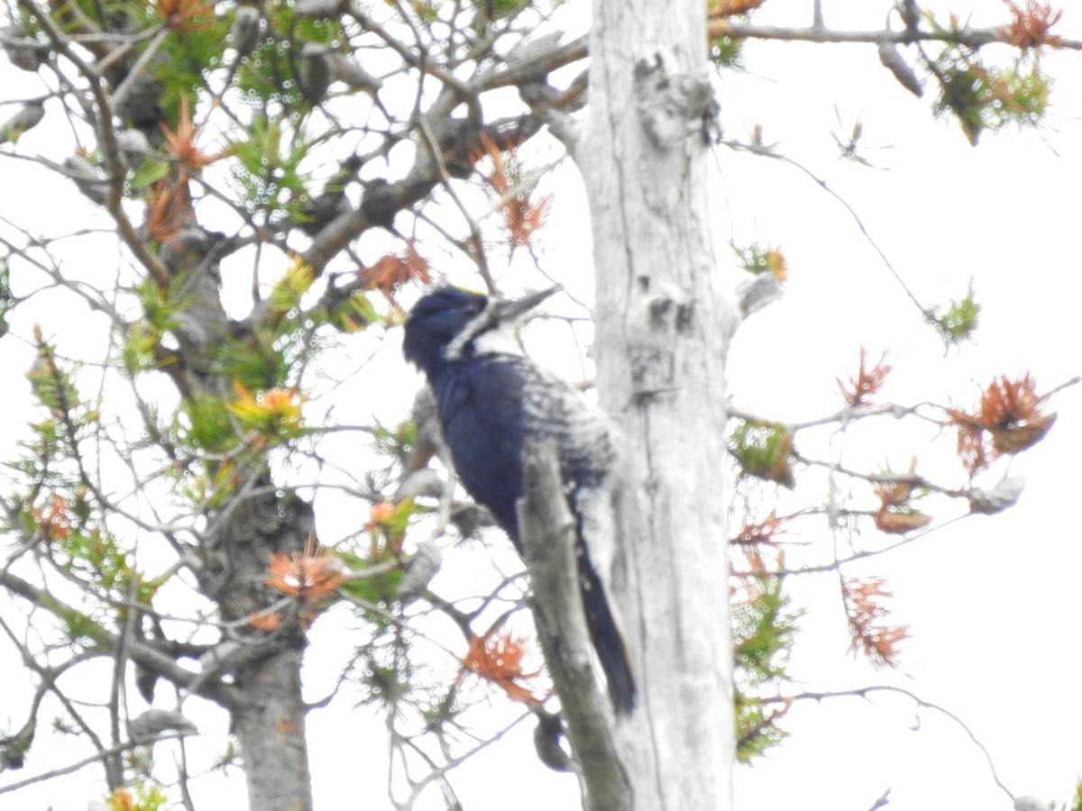 Black-backed Woodpecker - ML620334313