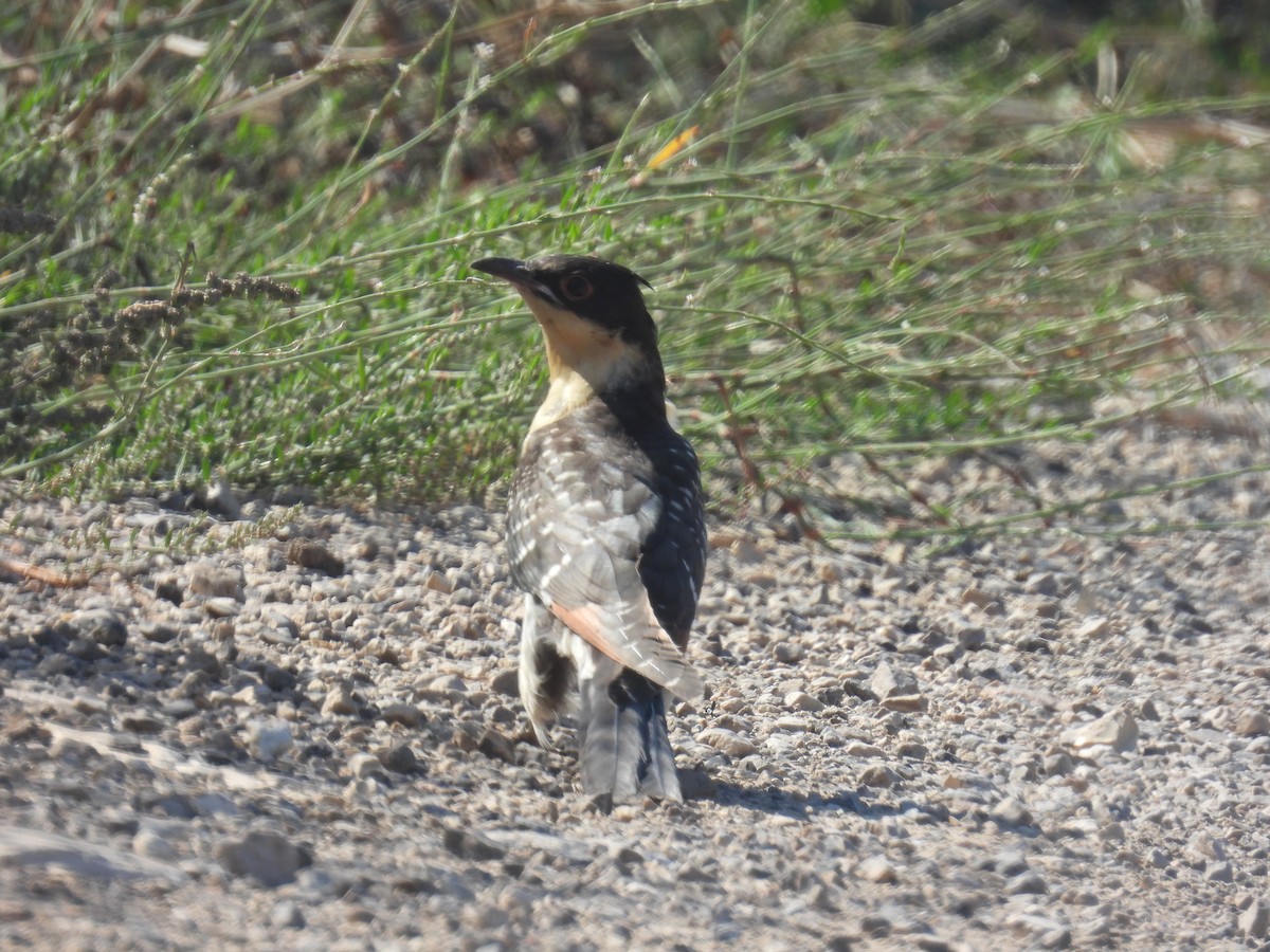 Great Spotted Cuckoo - ML620334317