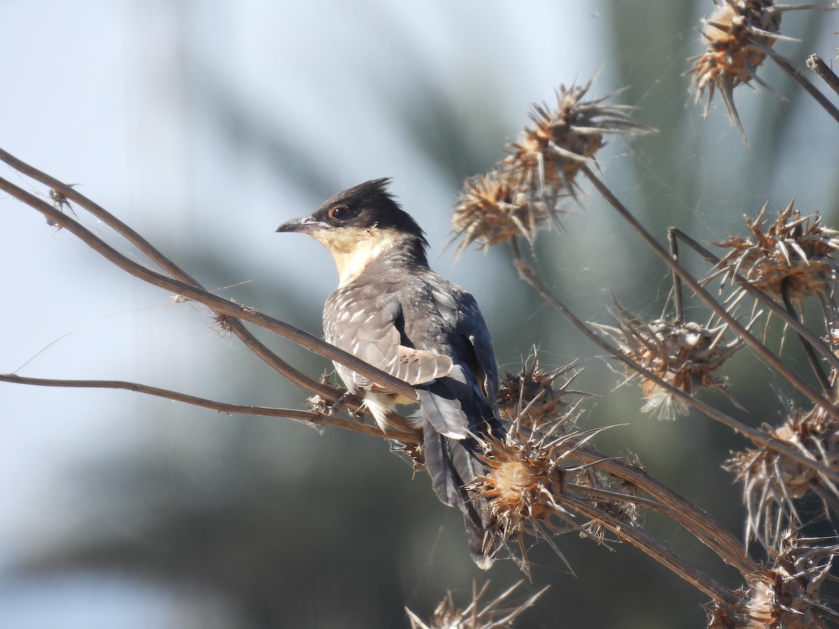Great Spotted Cuckoo - ML620334320