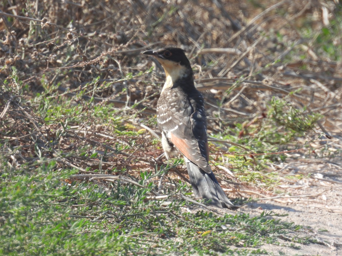 Great Spotted Cuckoo - ML620334321