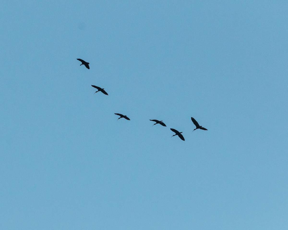 ibis tmavý - ML620334327