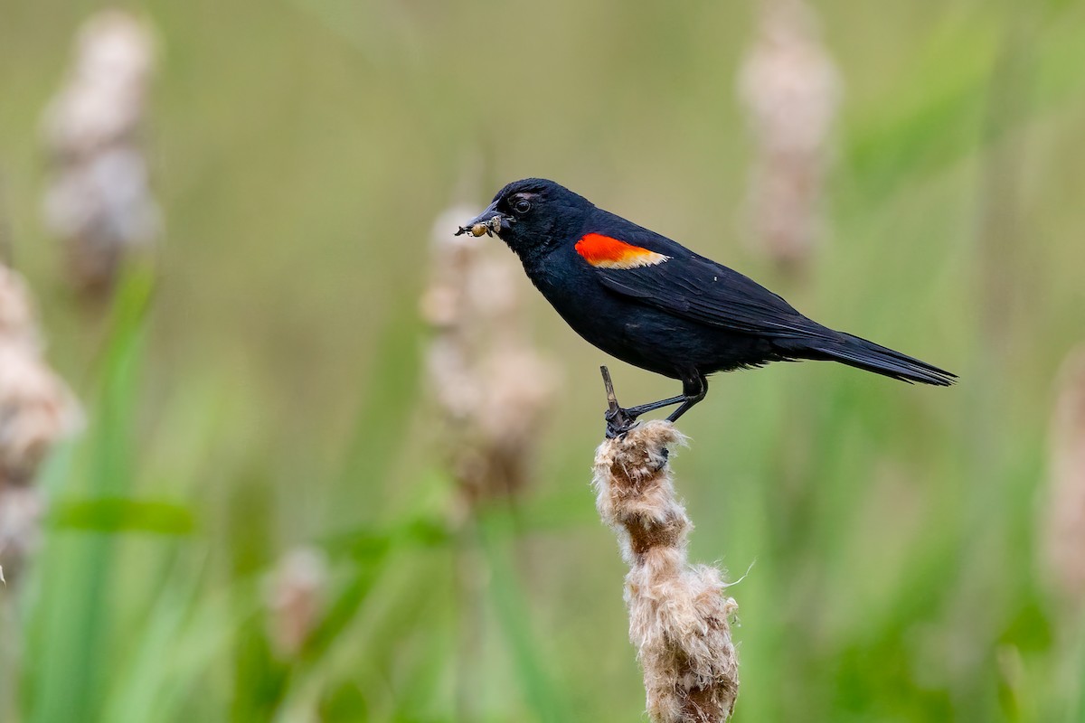 Red-winged Blackbird - ML620334338