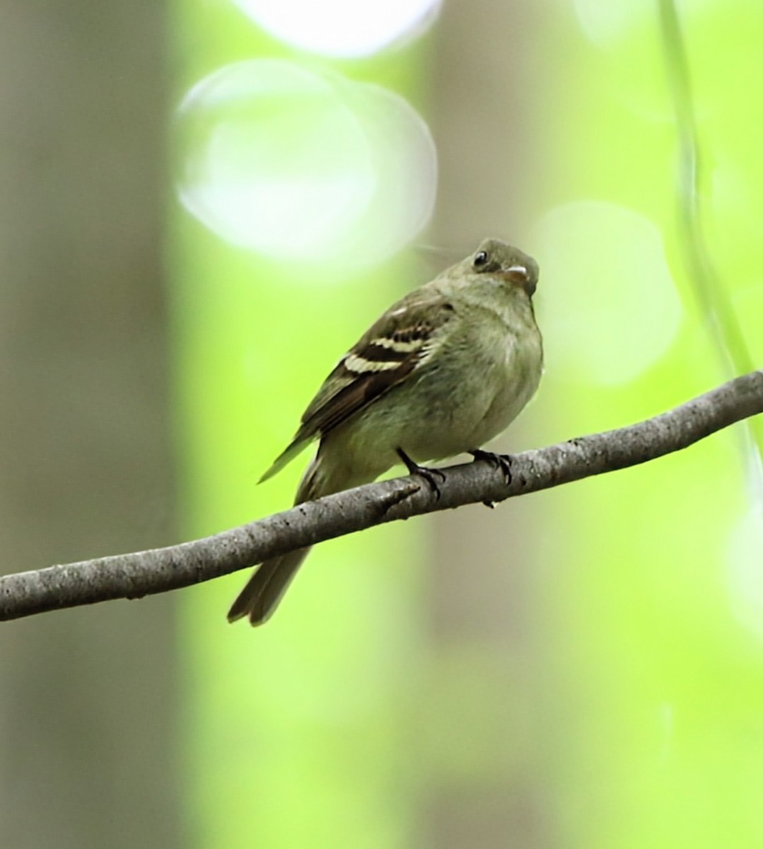 Acadian Flycatcher - Phil Mills