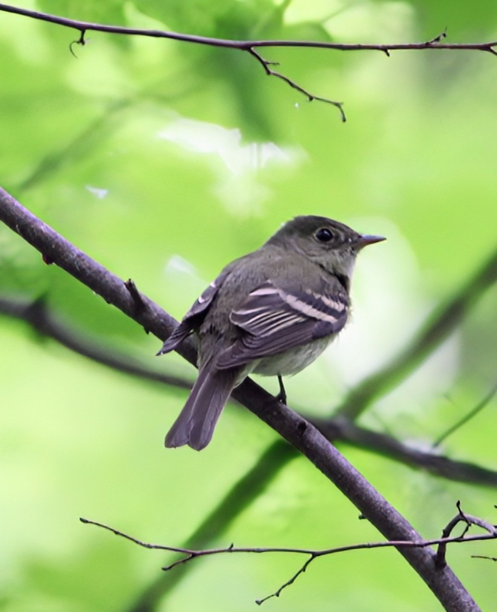 Acadian Flycatcher - ML620334346