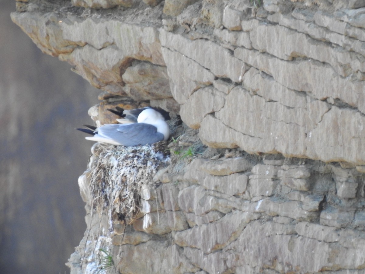 Black-legged Kittiwake - ML620334350