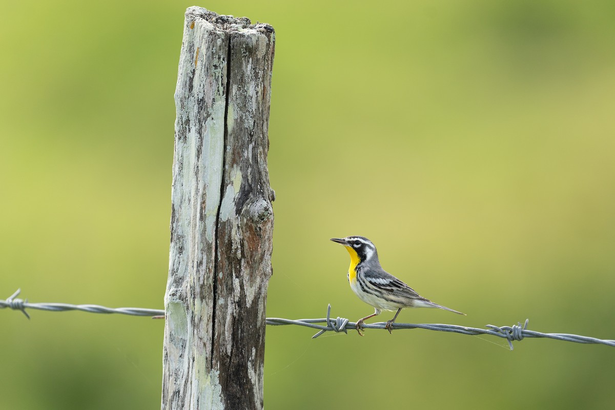 Yellow-throated Warbler (albilora) - ML620334353