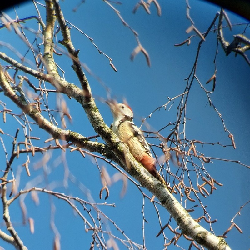 Middle Spotted Woodpecker - ML620334364