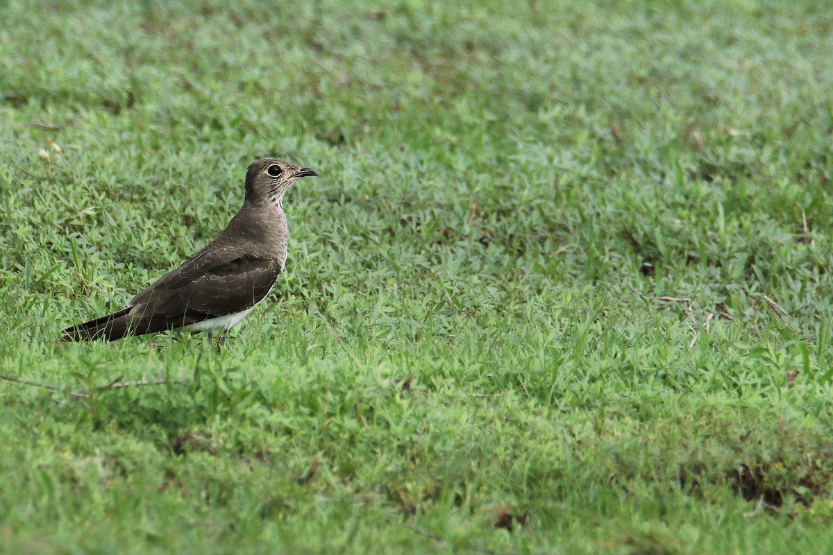 Oriental Pratincole - ML620334368