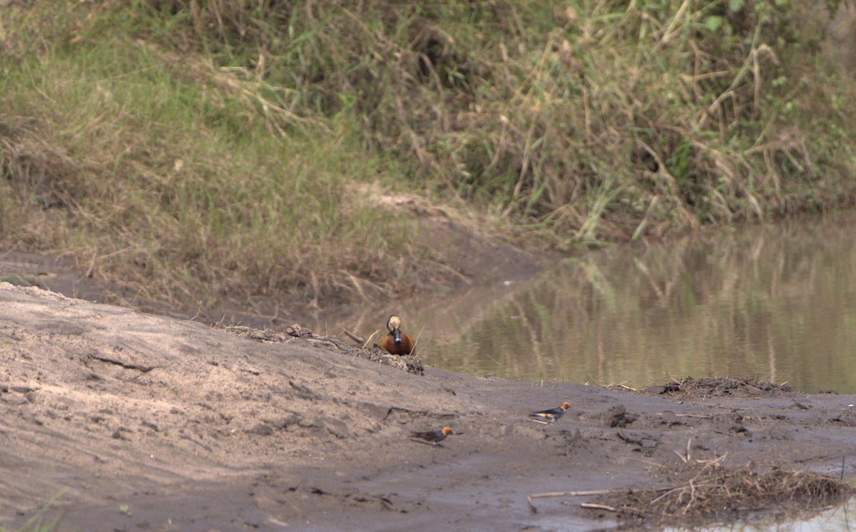 White-faced Whistling-Duck - ML620334369