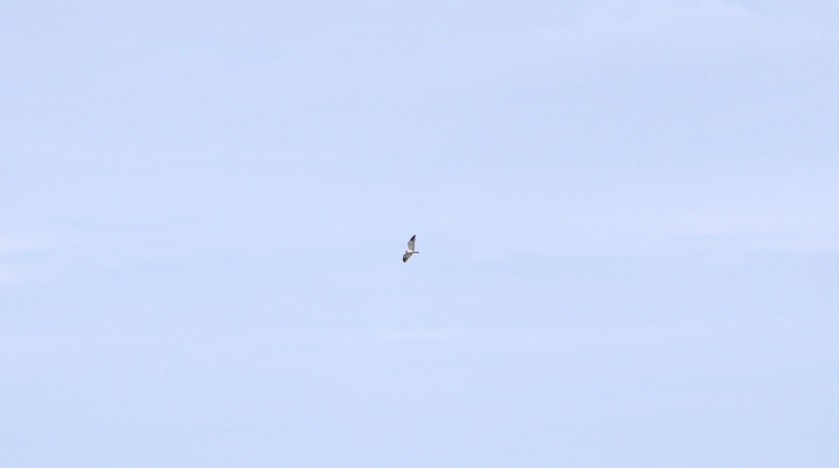 Black-winged Kite - ML620334379
