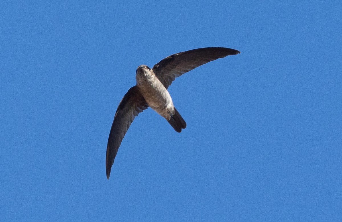 White-nest Swiftlet (White-nest) - Santiago Imberti