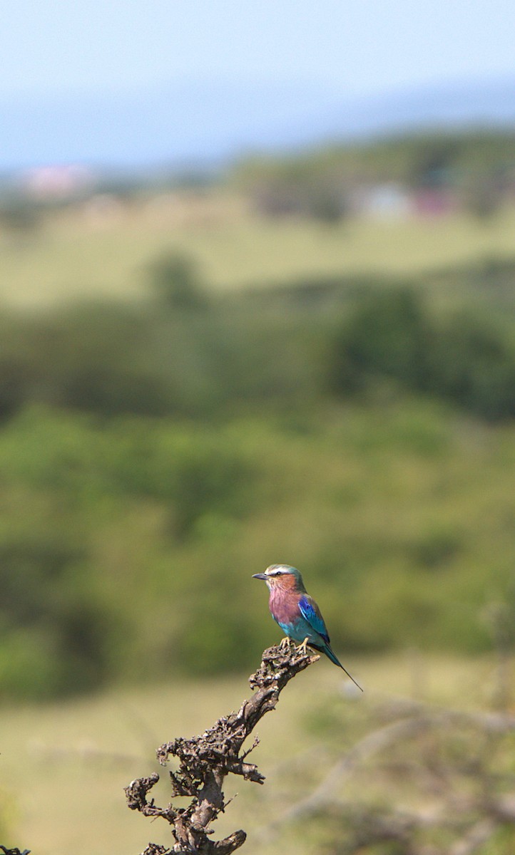 Lilac-breasted Roller - ML620334391