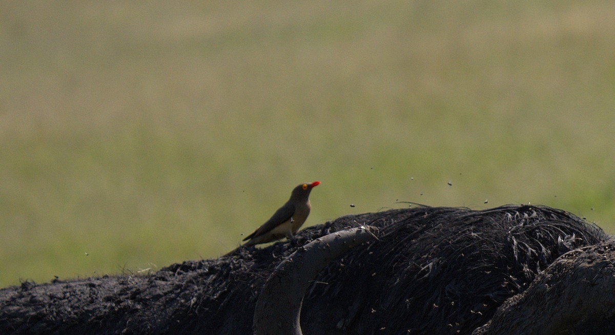 Red-billed Oxpecker - ML620334402