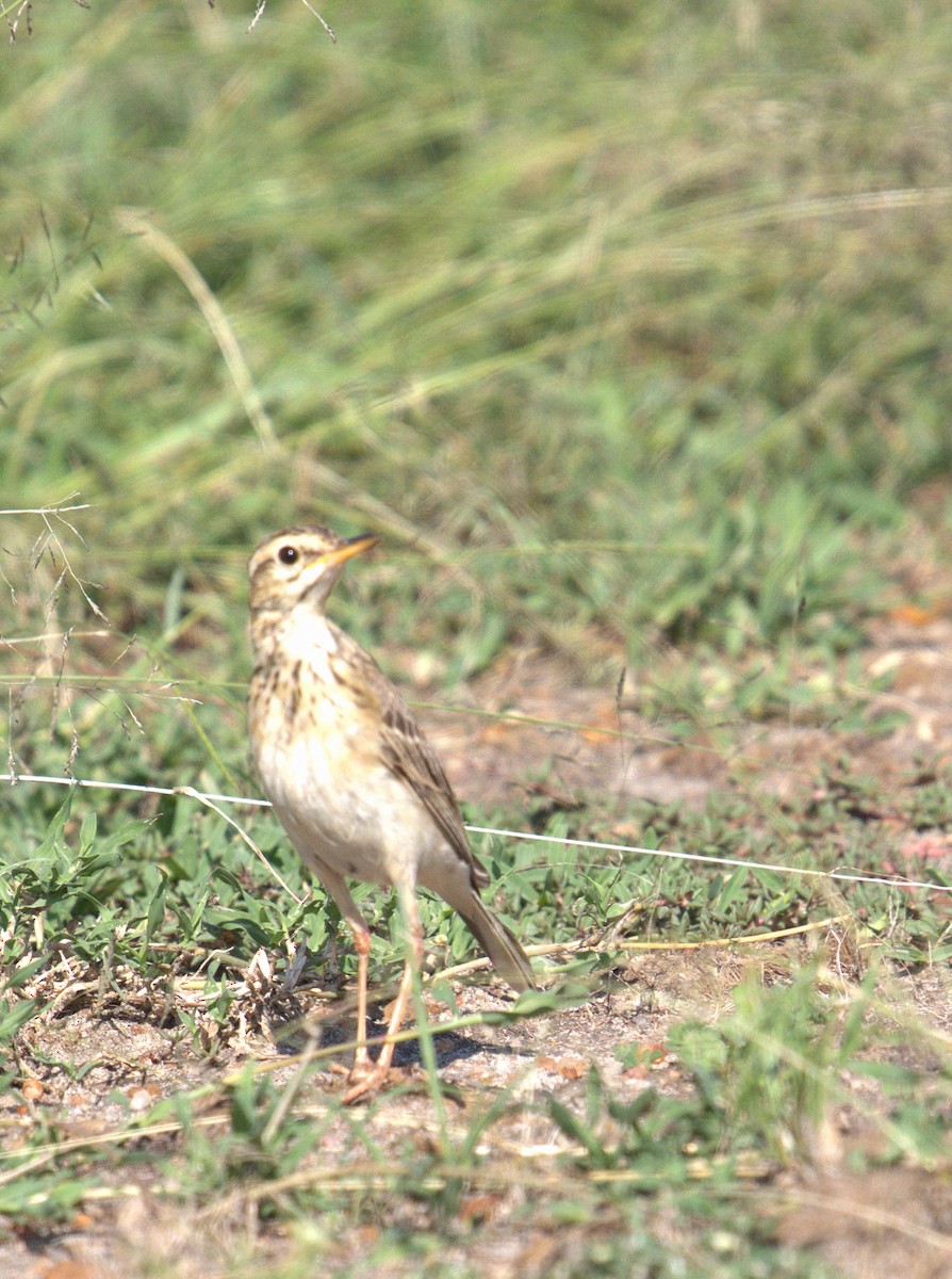 African Pipit - ML620334407