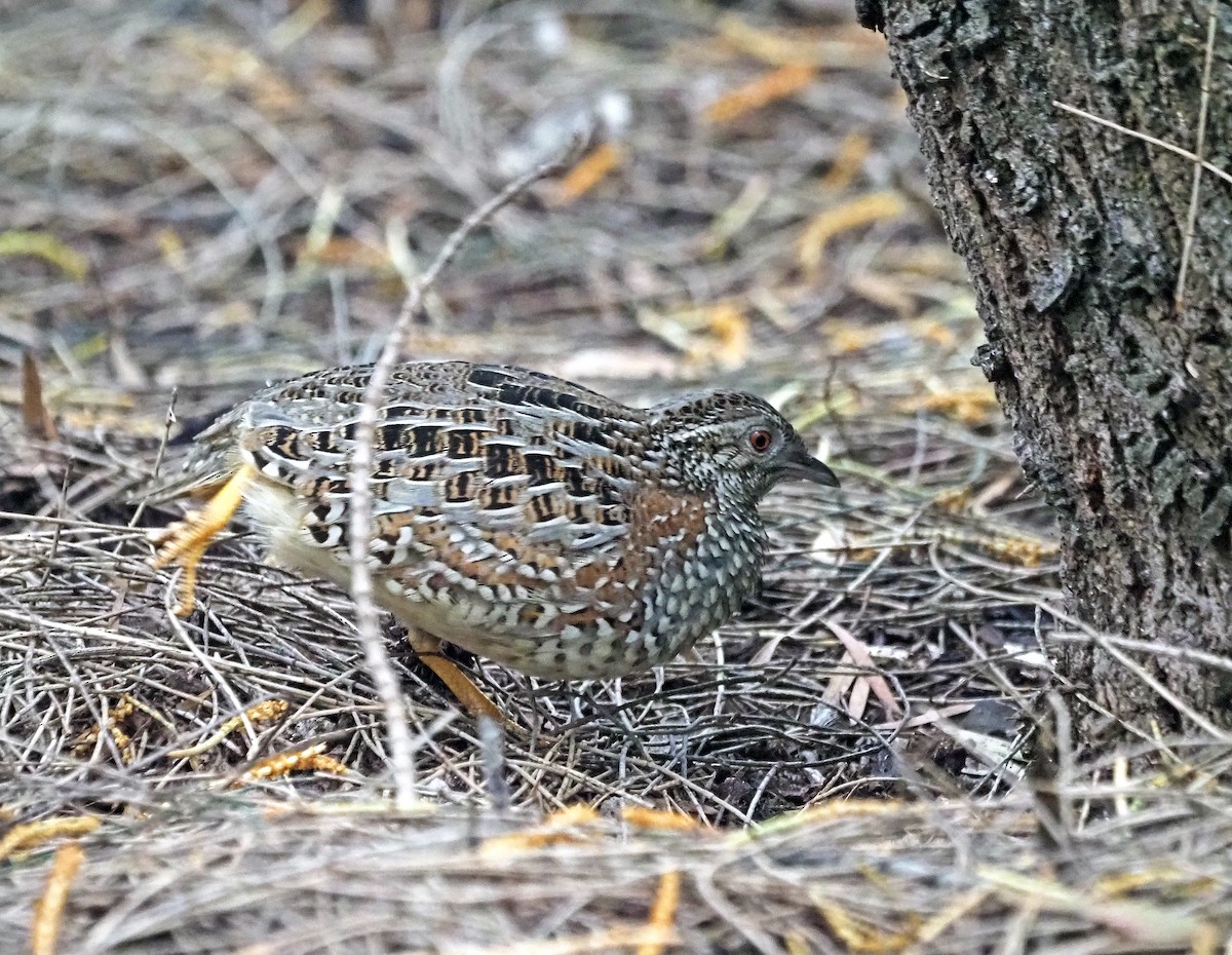 Painted Buttonquail - ML620334408