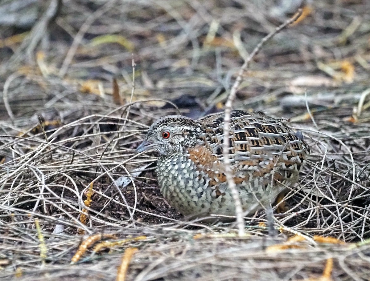 Painted Buttonquail - ML620334413