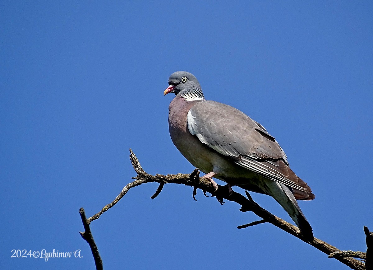 Common Wood-Pigeon - ML620334417
