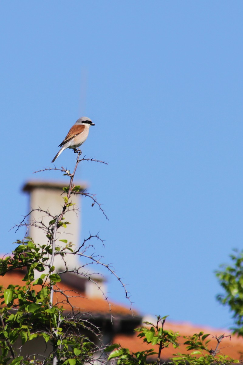 Red-backed Shrike - ML620334418