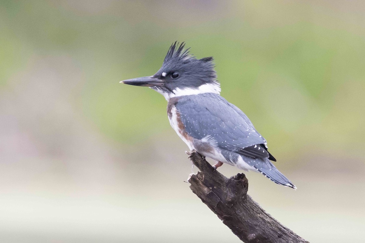 Belted Kingfisher - ML620334434