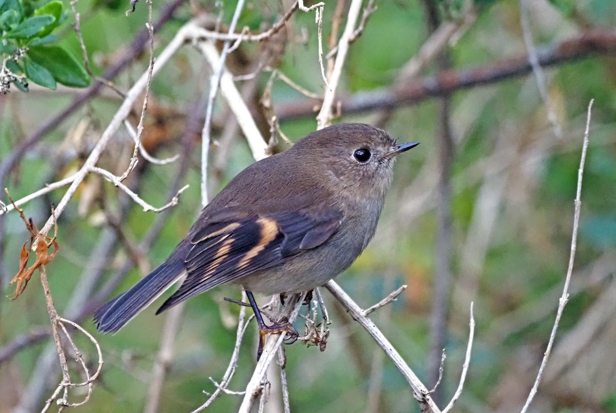 Pink Robin - ML620334437